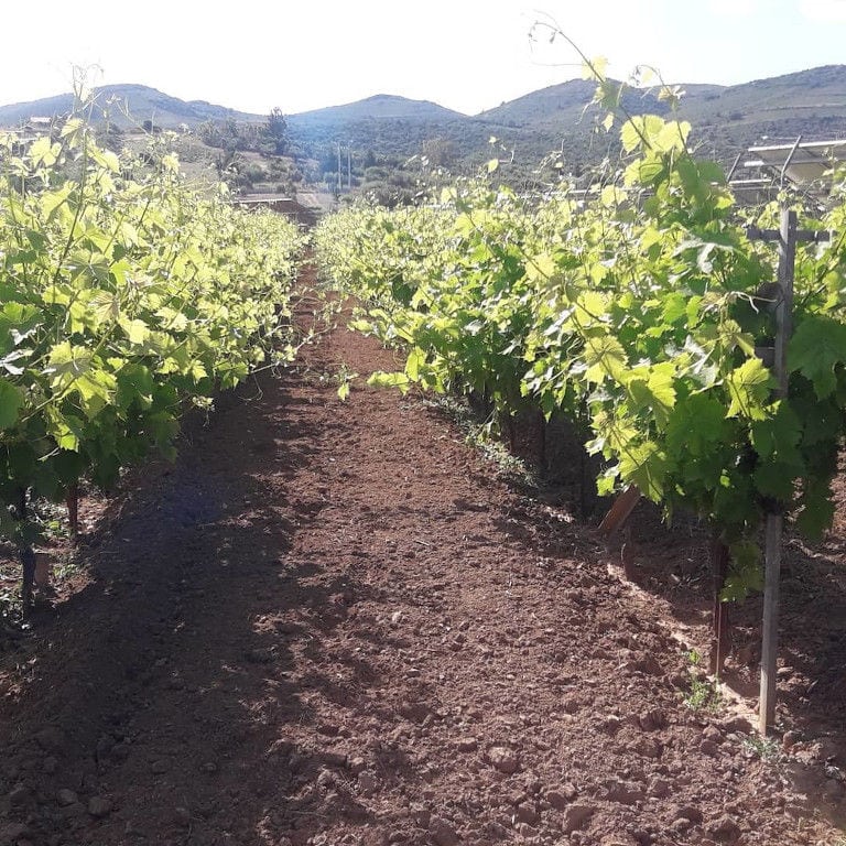 rows of vines at Liepouris Winery vineyards in the background of blue sky and mountains